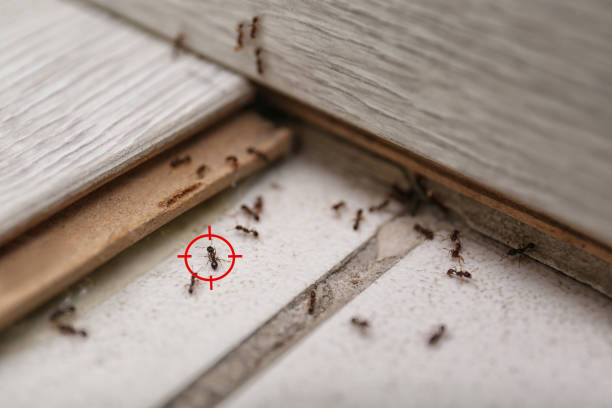 Best Affordable Pest Control Services  in Park Hills, MO