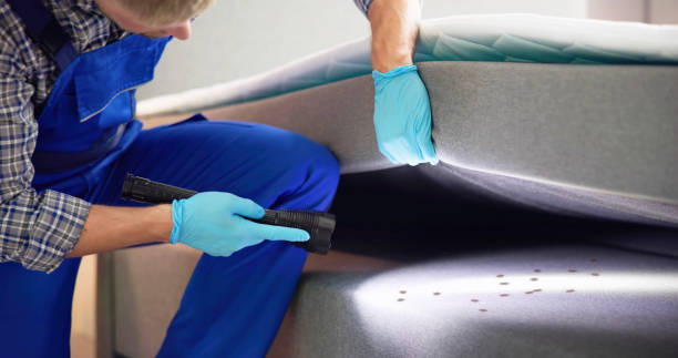 Best Ant Control Services  in Park Hills, MO